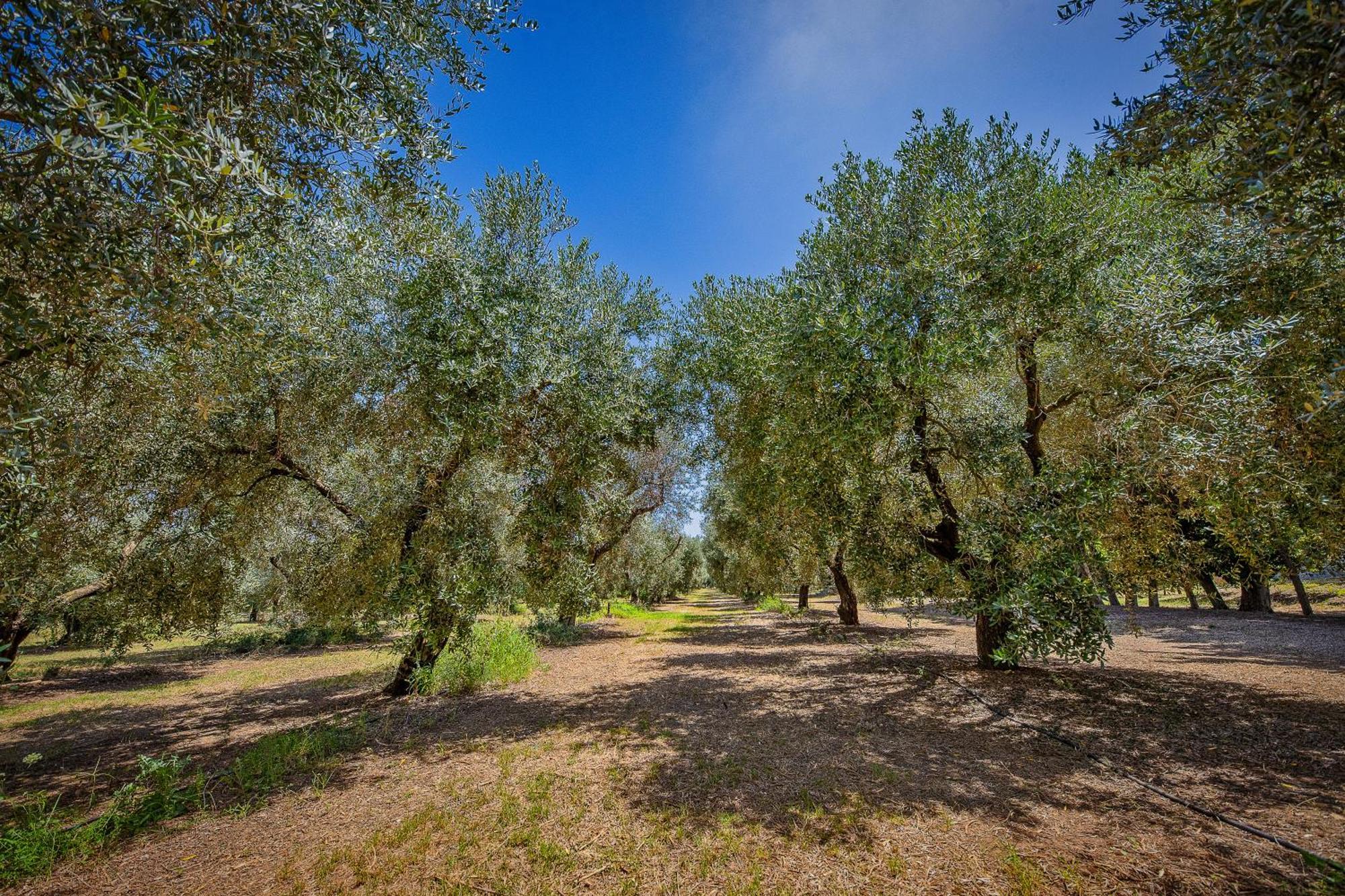 Torre Casciani Villa Ugento Luaran gambar